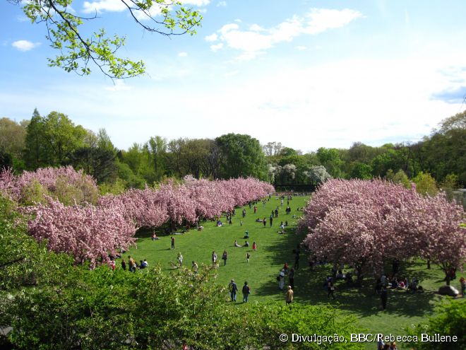 O auge da floração da esplanada das Cerejeiras, no Brooklyn Botanic Garden